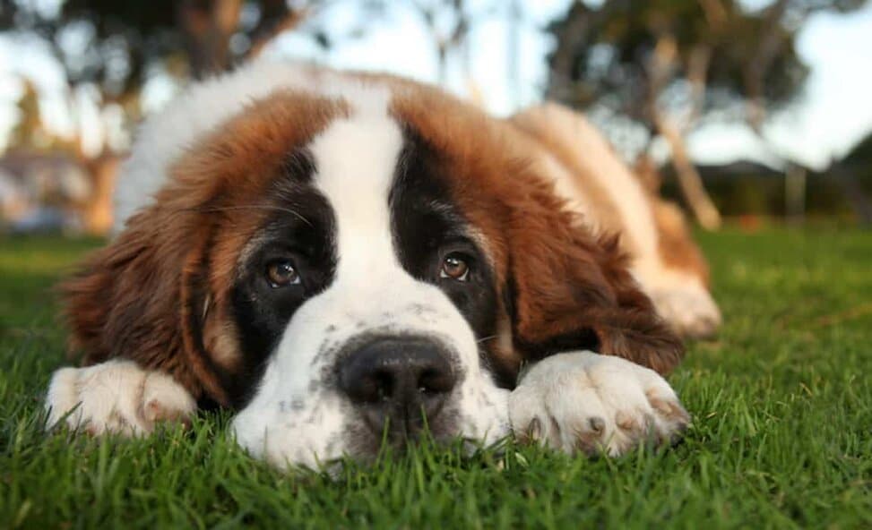 10 Saint Bernard Mixes Your Saintly Shadow Steadfast Sidekick