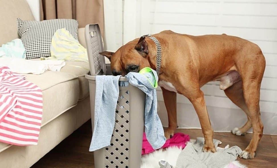 Help My Dog Ate A Sock What Should I Do Now
