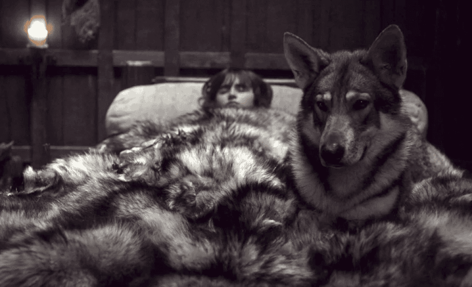 100 Game Of Thrones Dog Name Ideas Direwolves Characters More