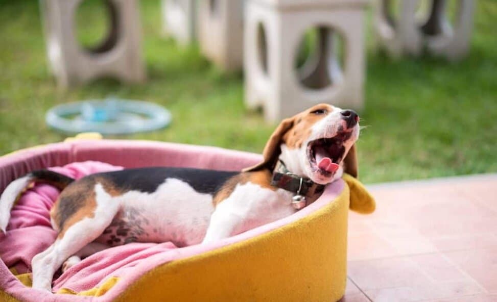 6 Best Outdoor Dog Beds 2020 Reviews Snoozing Outside