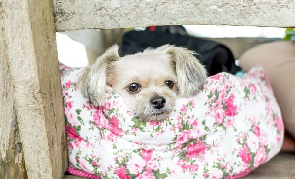 best dog crates 2019