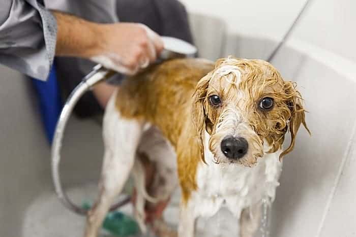 3 Best Dog Shampoos For Lice Soothing Your Pup S Itchy Skin