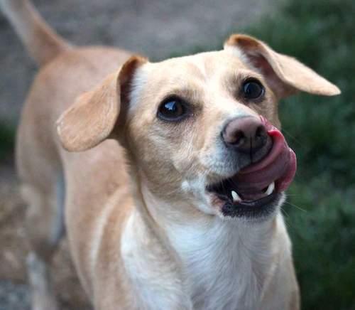 Get Wallpaper 18 Jack Russell Terrier Mixes Perfect Pups For Your Home Desktop Wallpaper Free