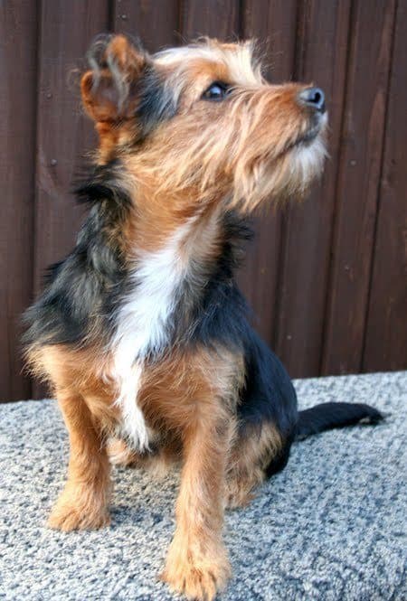 18 Jack Rus Terrier Mi Perfect Pups For Your Home 18 Jack Rus Terrier Mi Perfect
