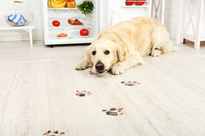 4 Best Pet Safe Floor Cleaners Which Are For Pets 4 Best Pet Safe Floor Cleaners Which