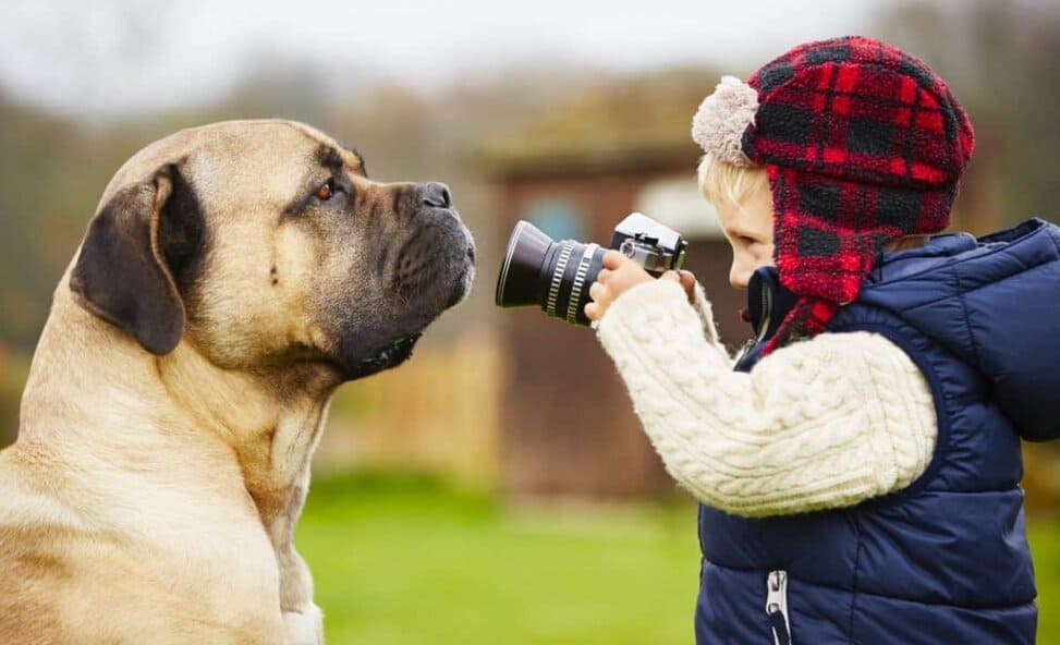 20 Largest Dog Breeds Around Giant And Lovable Xl Canines