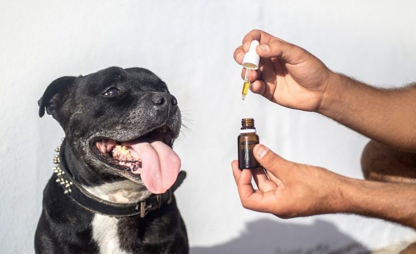 Best CBD Oil for Dogs â€” Buyer's Guide ...observer.com