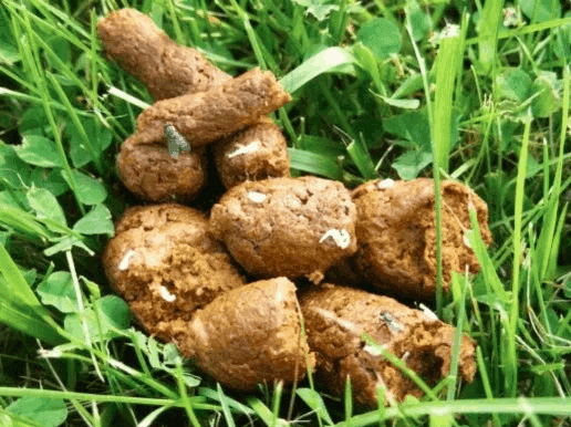Help There Are Worms In My Dog S Poop What Do I Do