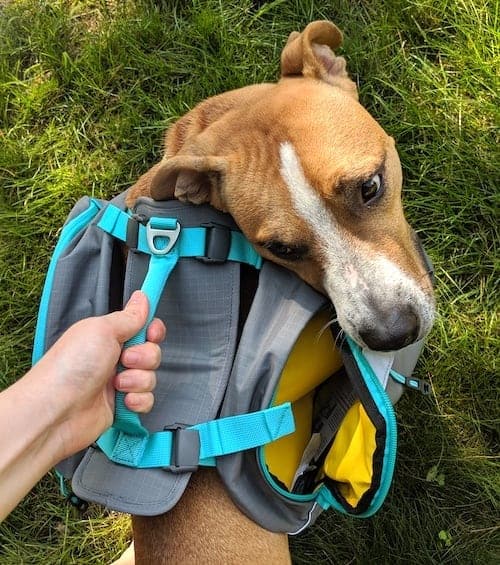 backpack for dogs to wear