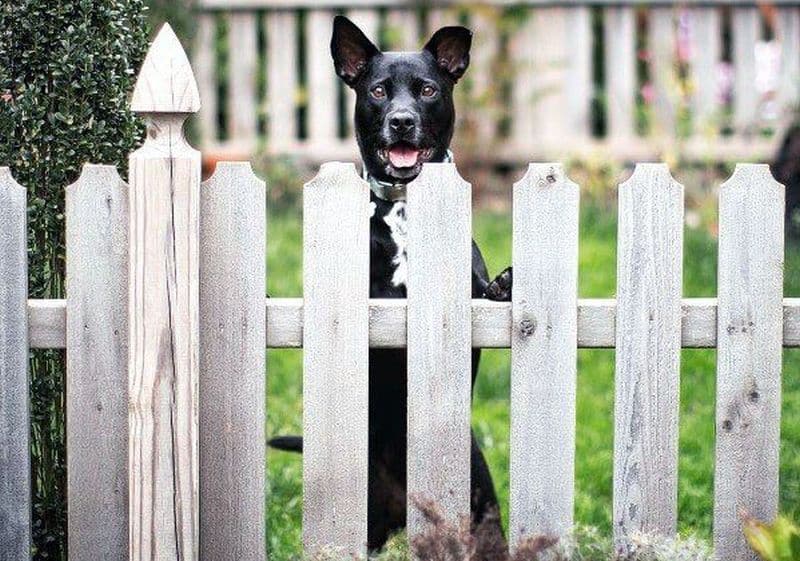 9 Diy Dog Fence Plans Blueprints For Keeping Your Canine Contained