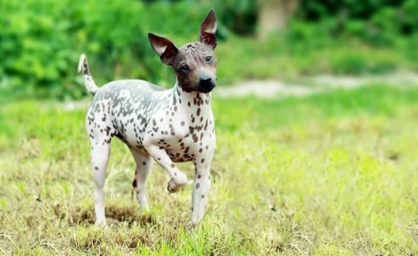 5 Best Hairless Dog Breeds Fur Free Four Footers