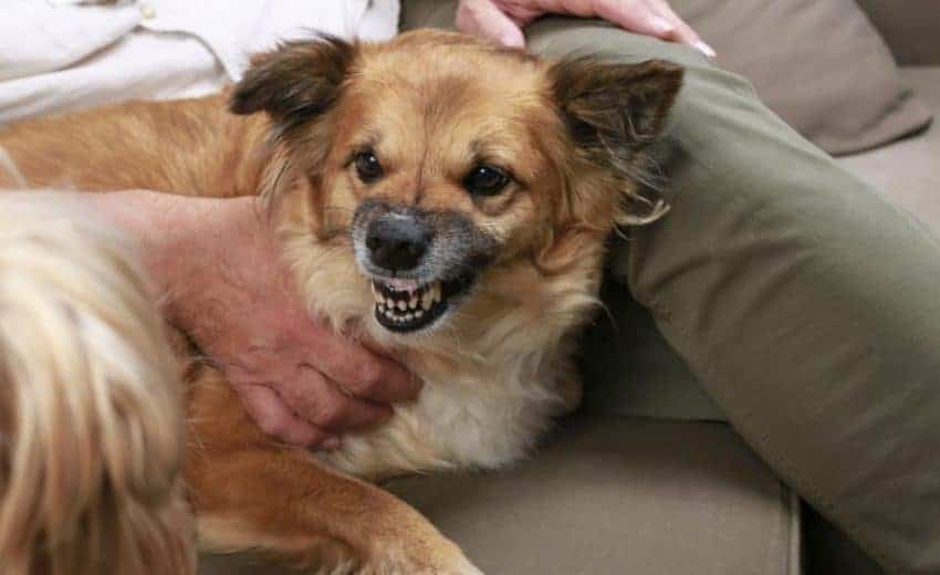 Why Does My Dog Growl At Me Is He Going To Bite Me