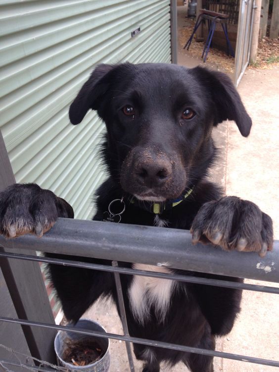 55+ Black Lab Border Collie Mix