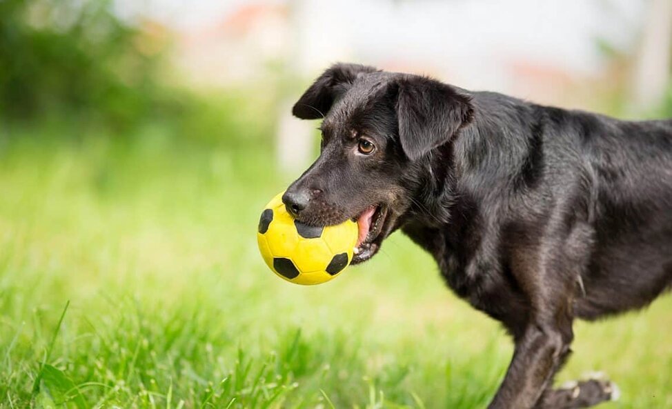 dog soccer ball