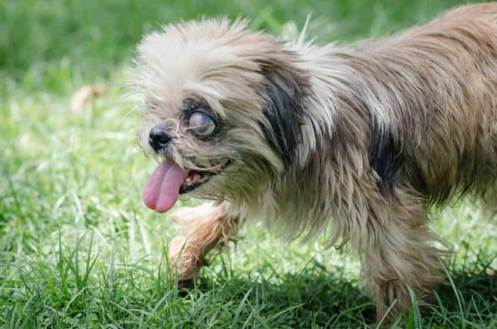 4 Best Toys For Blind Dogs Top Picks Visually Impaired Pooches 4 Best Toys For Blind Dogs Top Picks