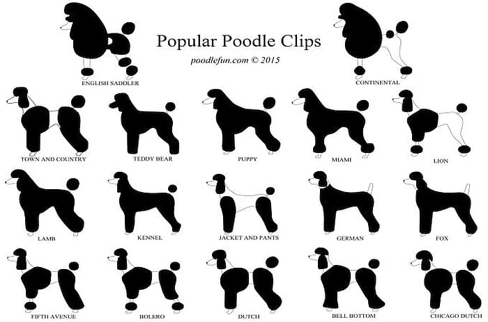5 Types Of Poodles All Kinds Fluffy Sizes Shapes And Colors 5 Types Of Poodles All Kinds Fluffy