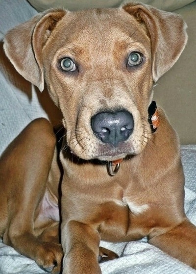 16 Weimaraner Mixes Grey Ghost Companions Like No Other