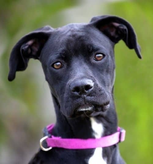 17 Greyhound Mixes Gorgeous Graceful Four Legged Pals