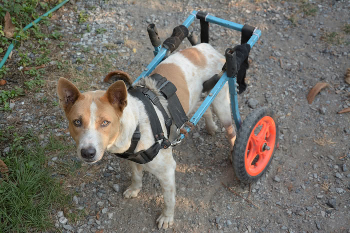 8 Dog Diy Wheelchair Plans Learn How To Build A 8 Dog Diy Wheelchair Plans Learn How