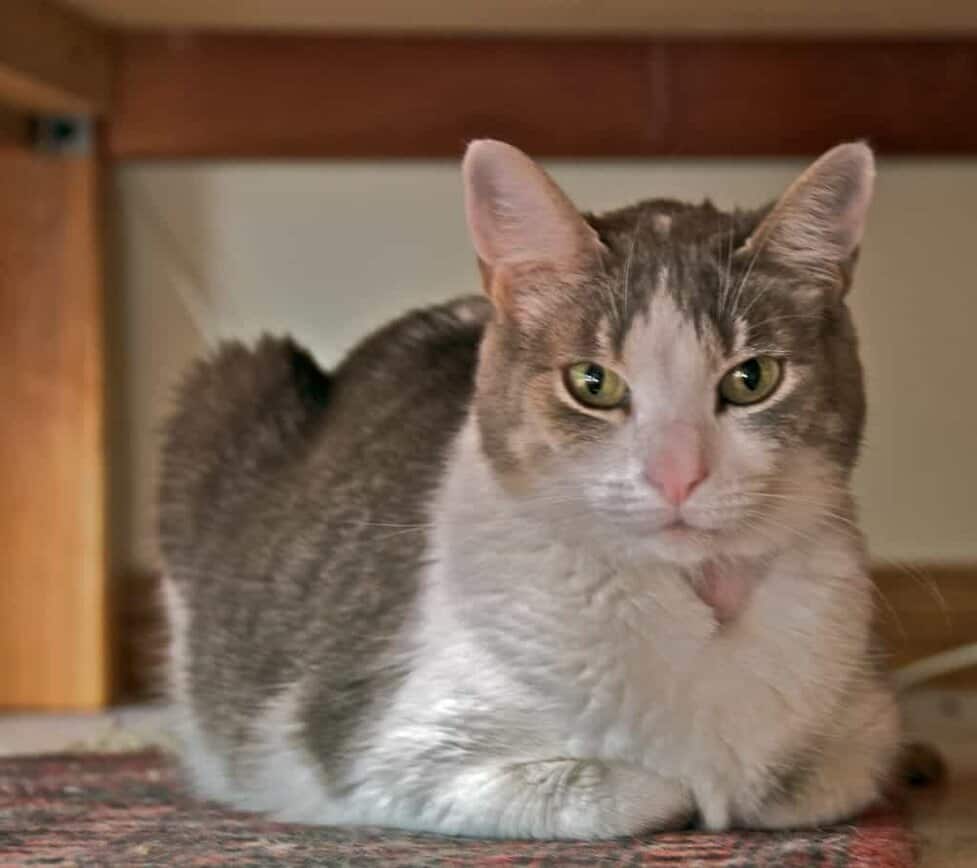Cat Years To Human Years Purrpetrators