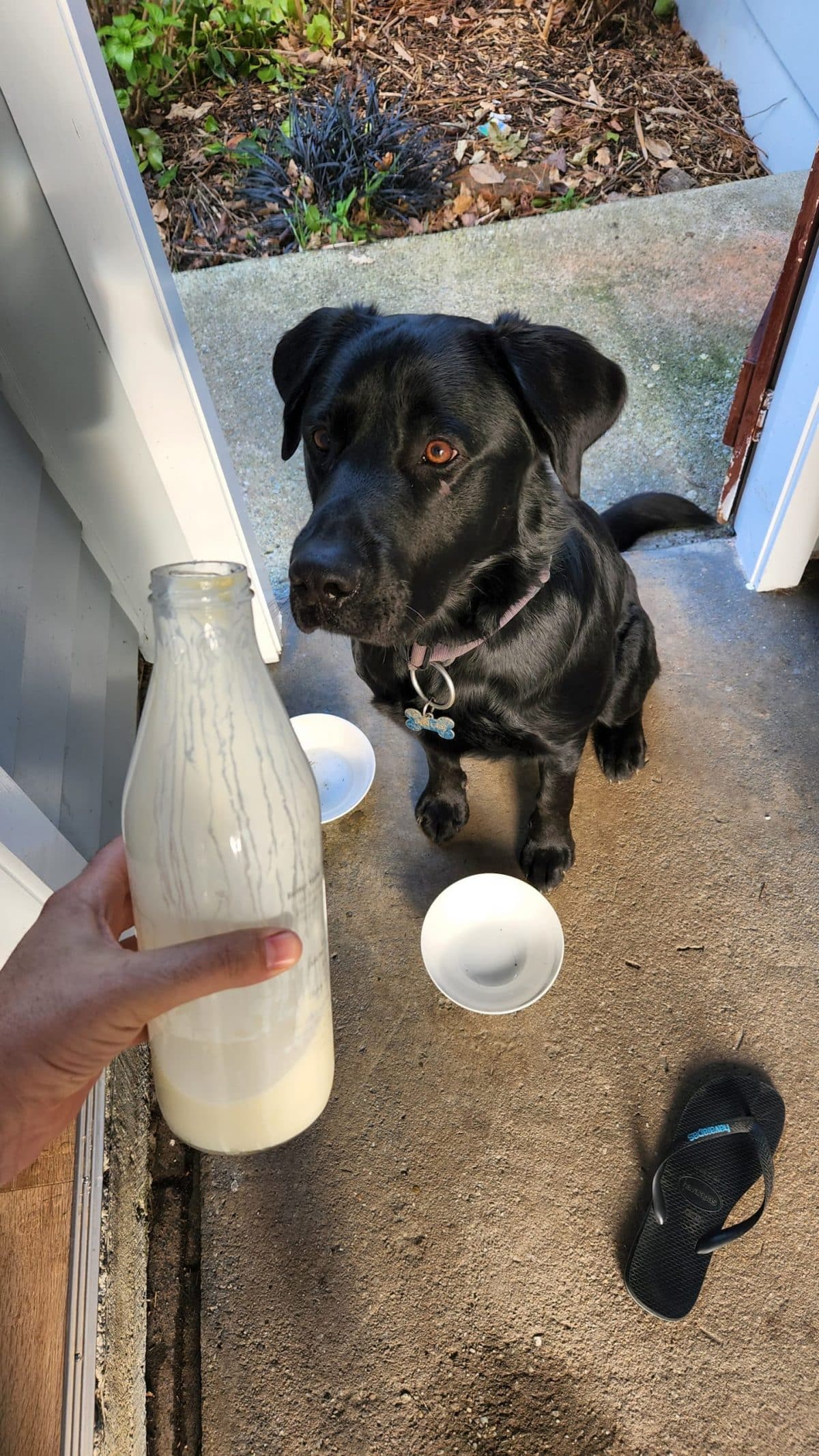 Are Milk Good For Dogs