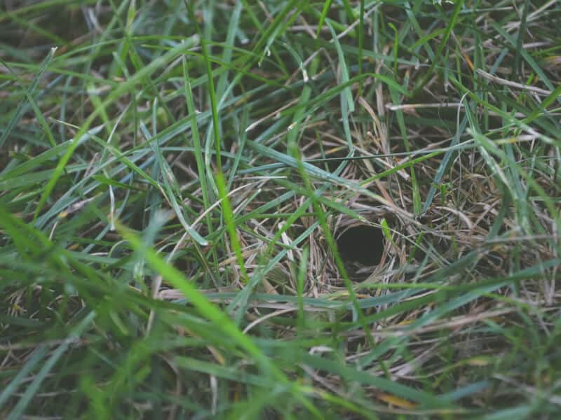 How Do I Fill My Dogs Holes In The Yard