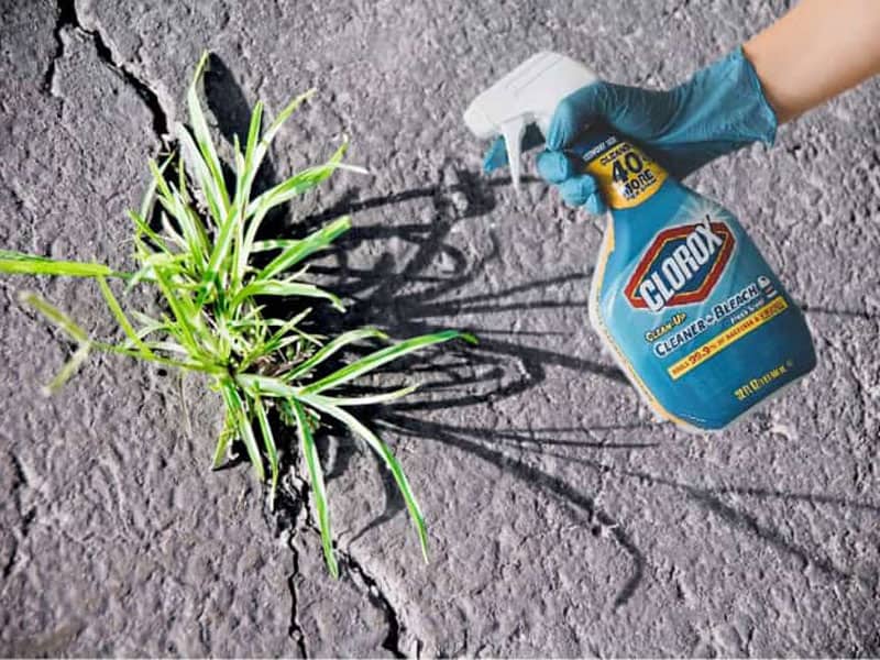 How Long Does It Take For Bleach To Kill Weeds