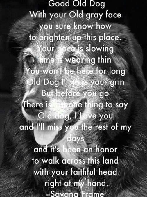 14 Dog Loss Quotes And Images To Help You Cope Playbarkrun