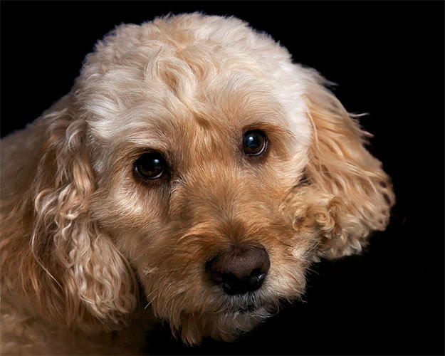 31 Dog Grooming Styles And Trims Playbarkrun