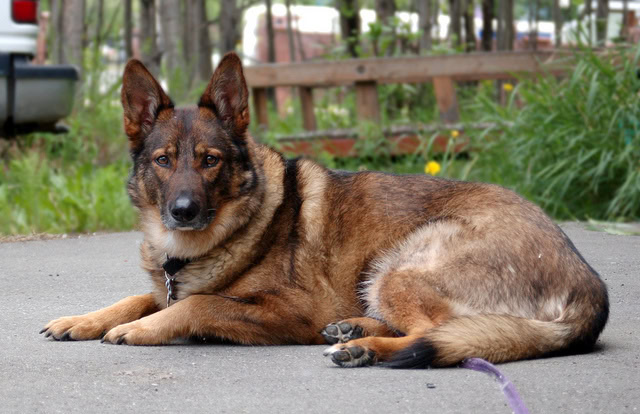 German Shepherd Exercise Chart