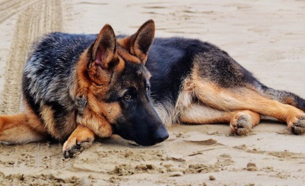 55+ Month Old German Shepherd Rottweiler Mix Puppies