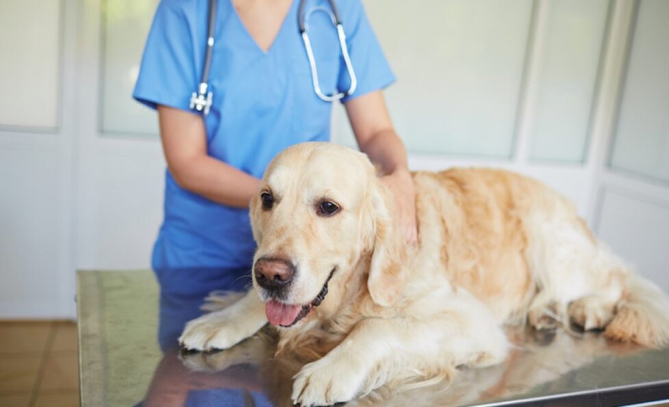 Diabetic Insulin Dosage Chart For Dogs