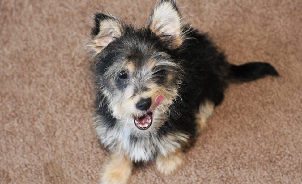 Droll Chihuahua Terrier Mix Black And Brown