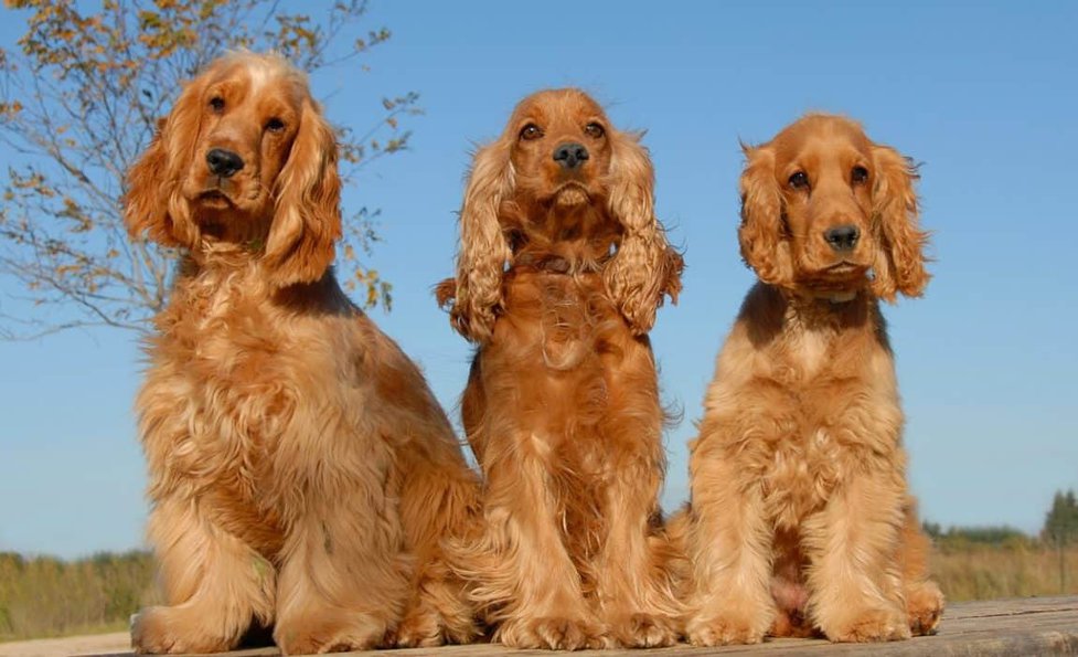 5 Best Dog Foods For Cocker Spaniels 2018 Reviews Ratings