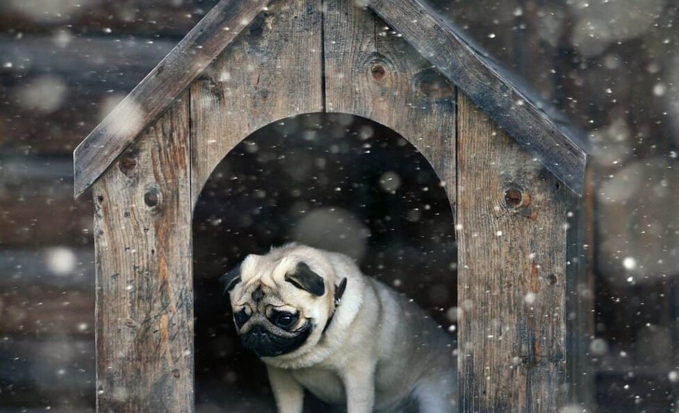 5 Best Winter Dog Houses Keeping Your Canine Warm Cozy