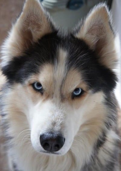 Samoyed Shepherd Mix Goldenacresdogs Com