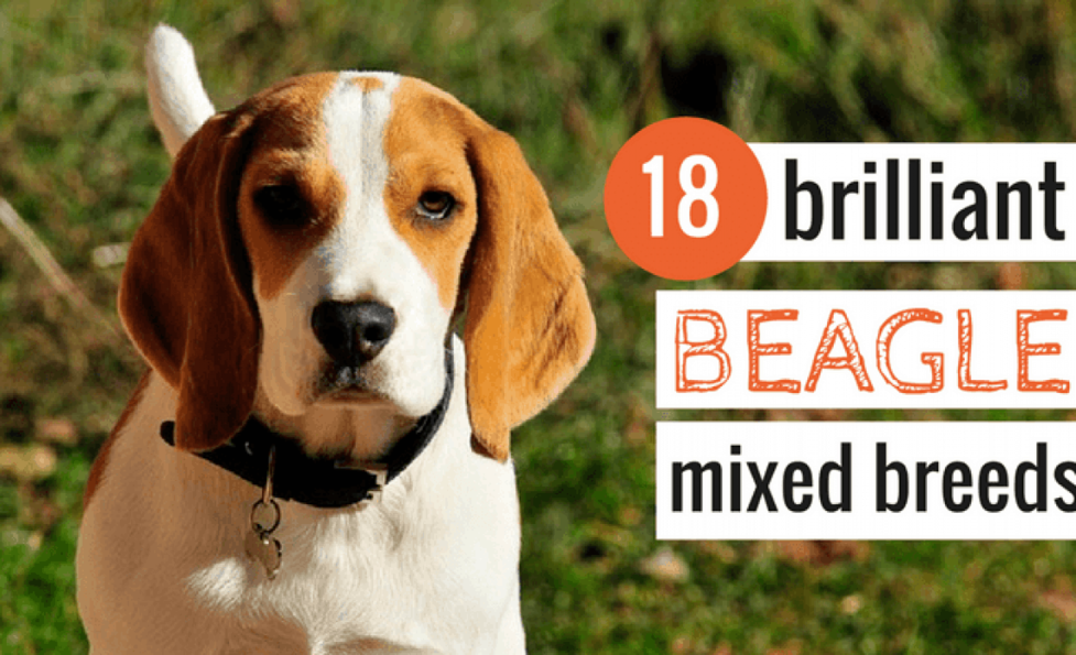 Beagle Weight Chart By Age