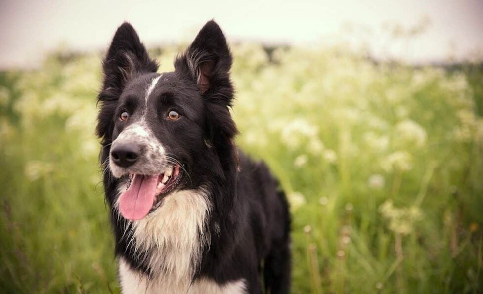 17 Border Collie Mixes Charming Charismatic Collie Combos