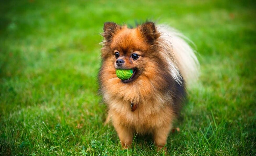 How Much Do Pomeranians Cost Factors That Influence Price How Much Do Pomeranians Cost Factors
