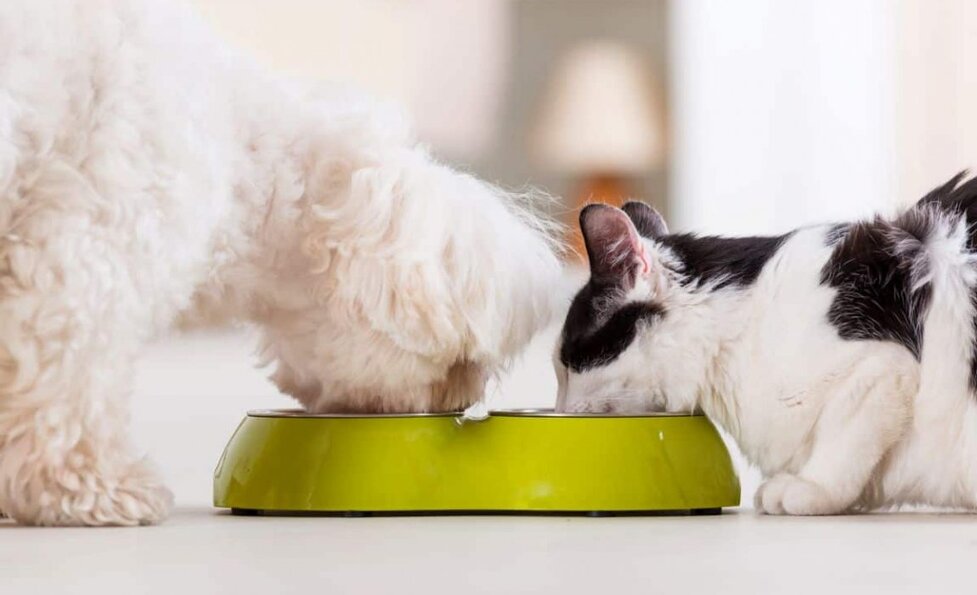 My Dog Ate Cat Food Will He Be Ok