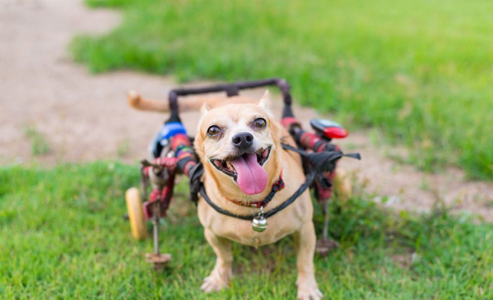8 Dog Diy Wheelchair Plans Learn How To Build A 8 Dog Diy Wheelchair Plans Learn How