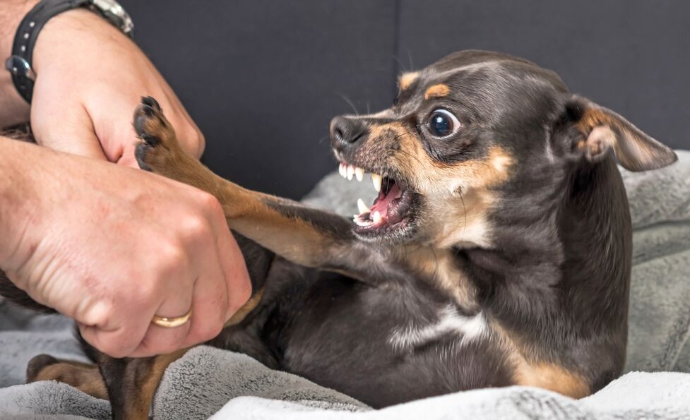 Why Is My Dog Suddenly Aggressive Towards Me My Dog Suddenly Aggressive Towards