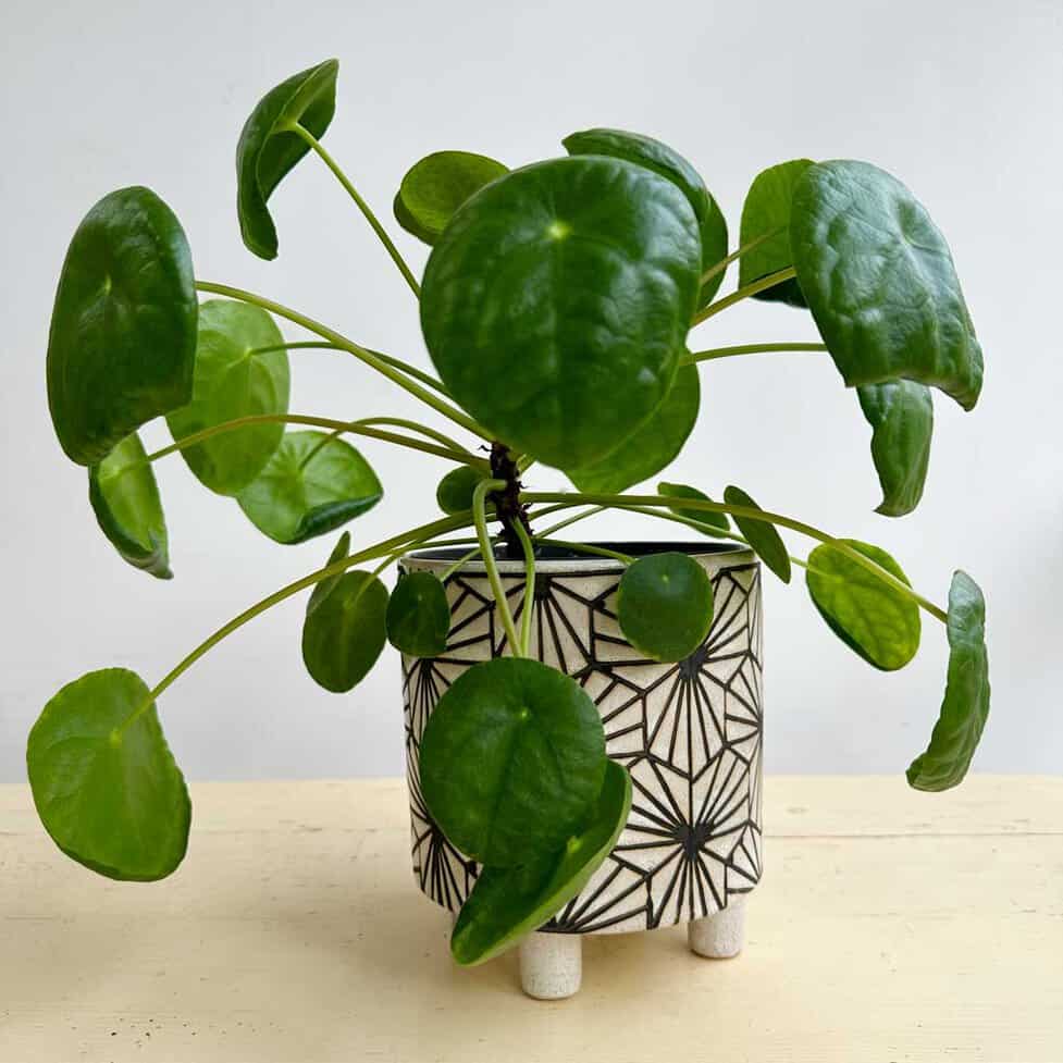 soil for money tree Braided Money Tree