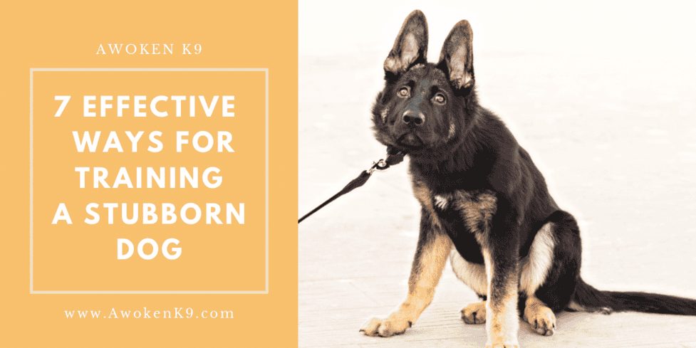 leash training a stubborn puppy