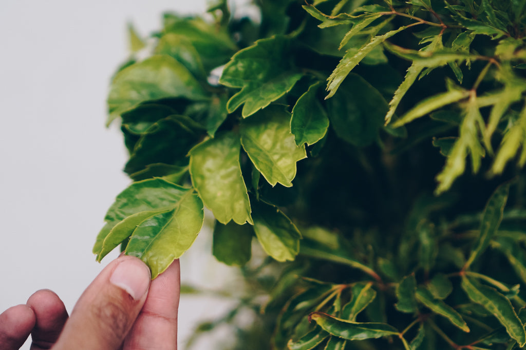 Arvore Da Felicidade Polyscias Fruticosa E Polyscias Guilfoylei Selvvva