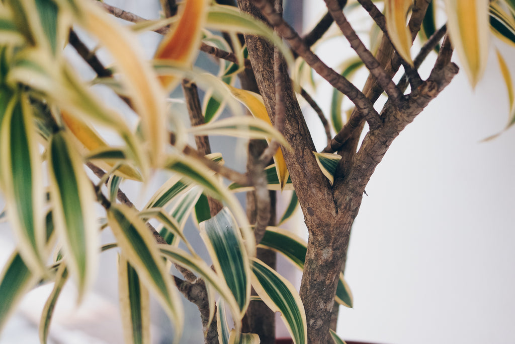 Pleomele Dracaena Reflexa Selvvva