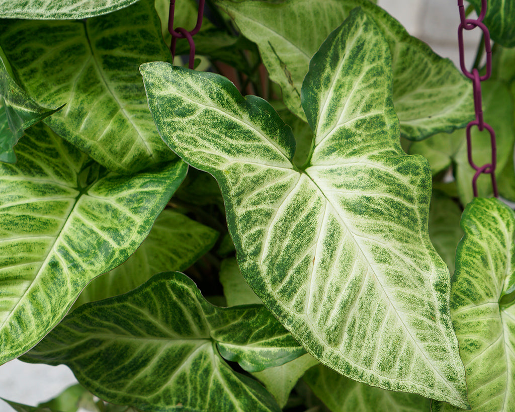 Singonio Syngonium Angustatum Selvvva Planta resistente con hermosas hojas de color rosa. singonio syngonium angustatum selvvva