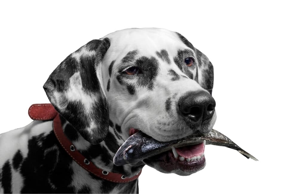 Which Fish Is Best For Dogs