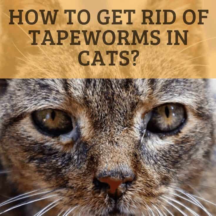 How To Get Rid Of Tapeworms In Cats Purrpetrators