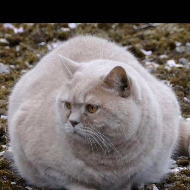 My Cat Is Fat What To Do Next Purrpetrators